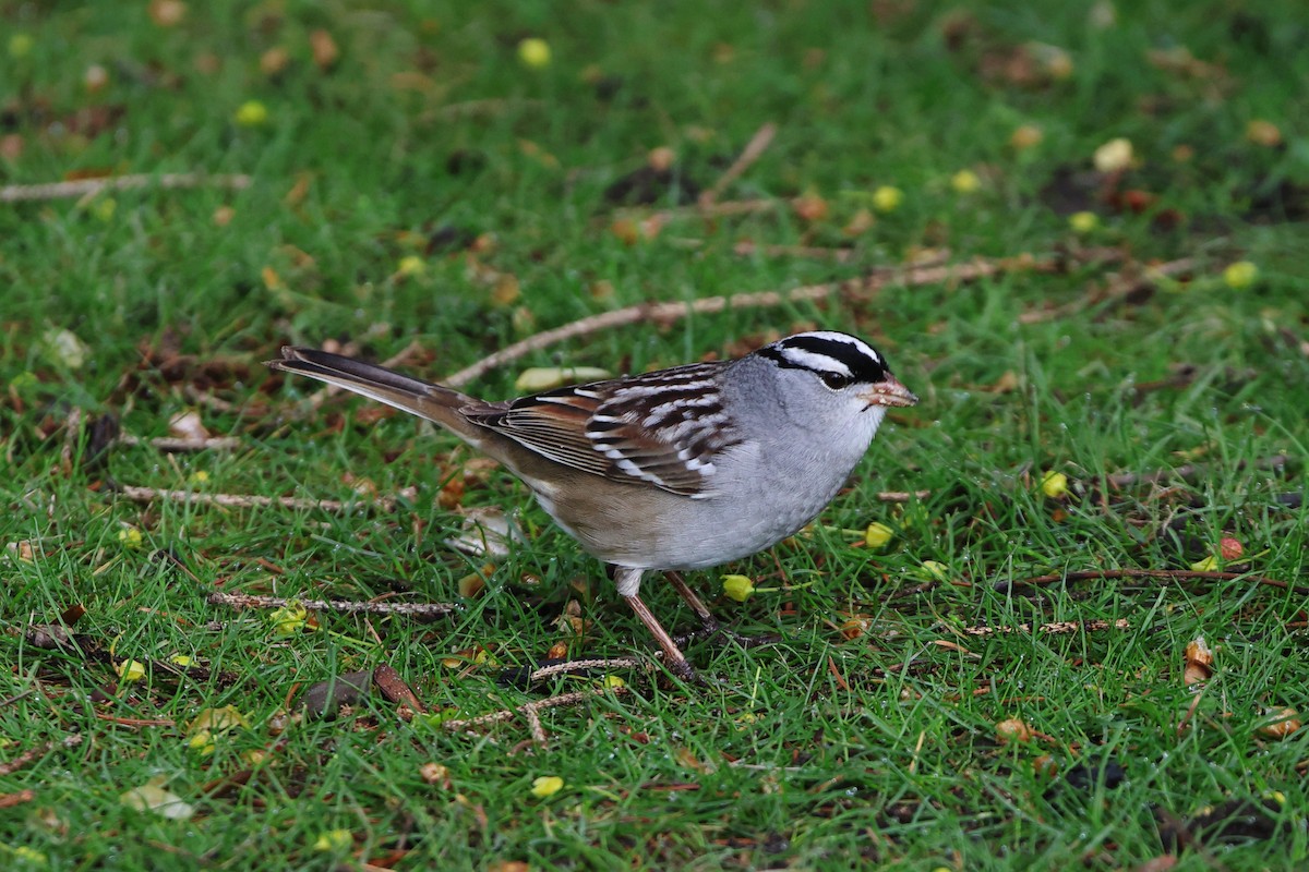 White-crowned Sparrow - ML618735117