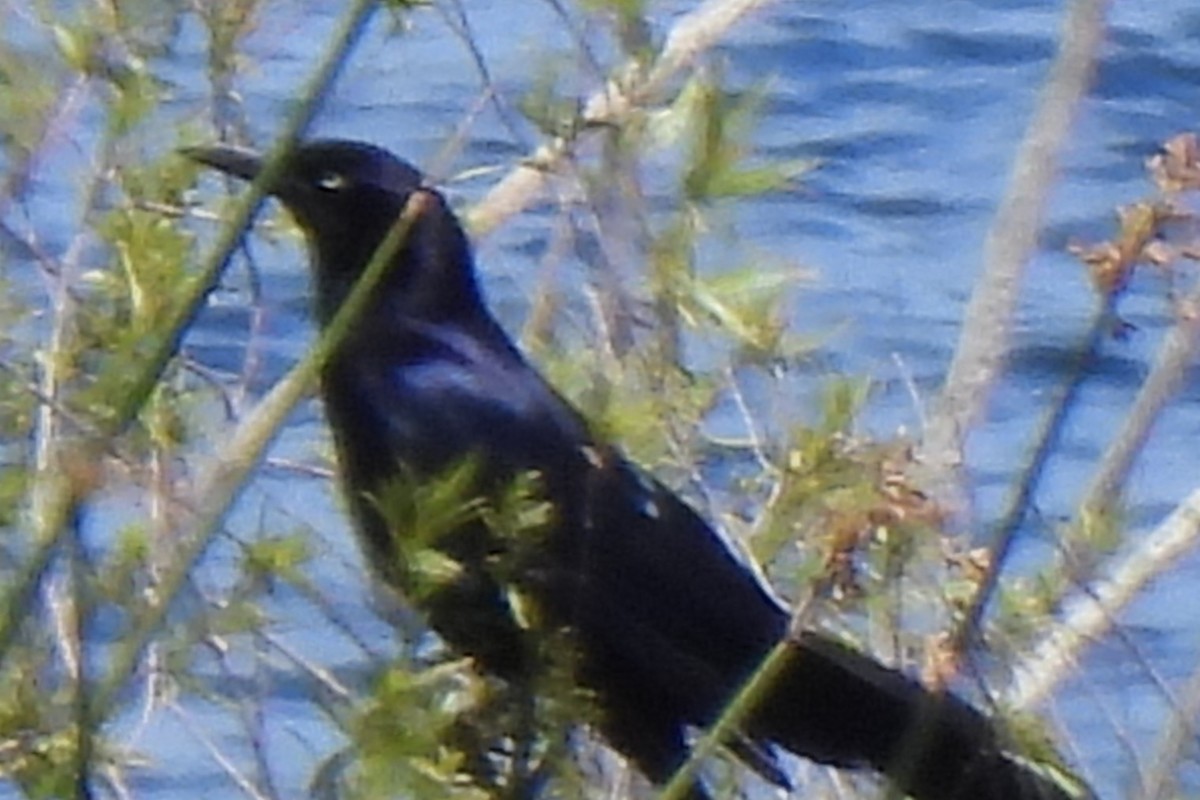 Great-tailed Grackle - ML618735120