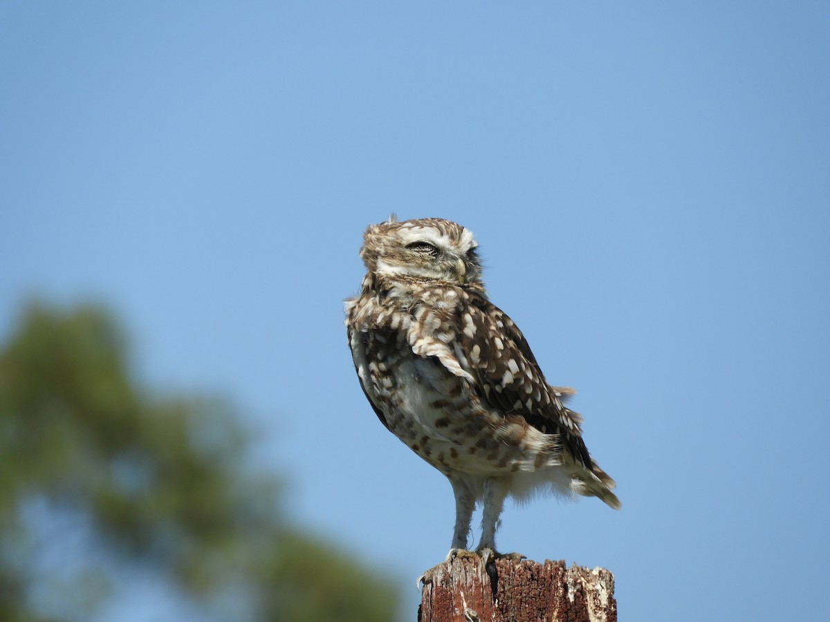Burrowing Owl - ML618735127