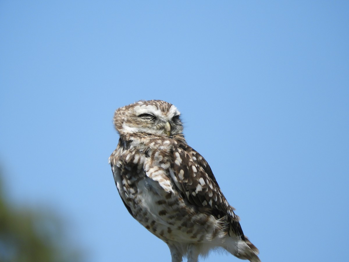 Burrowing Owl - ML618735128