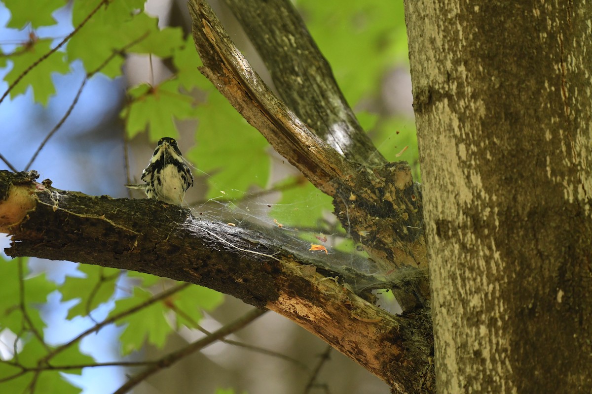 Black-throated Gray Warbler - ML618735135