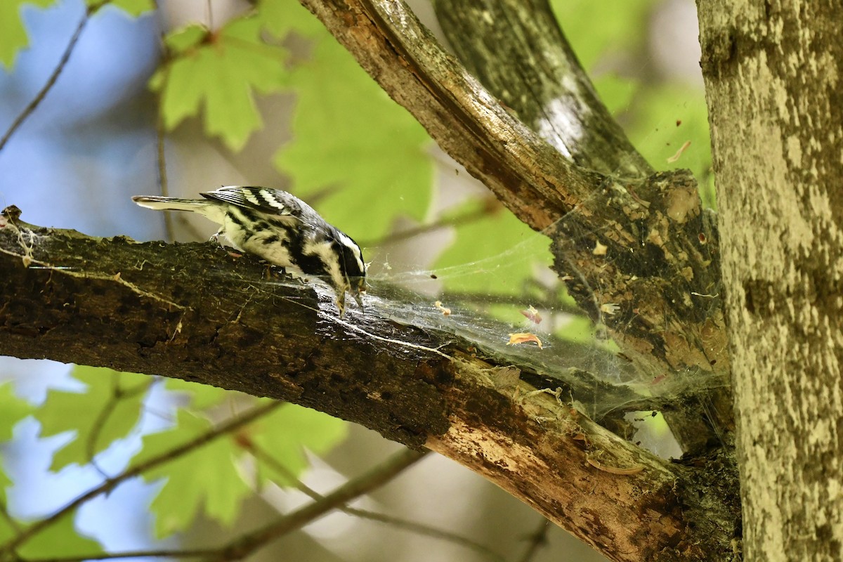 Black-throated Gray Warbler - Kevin Manley