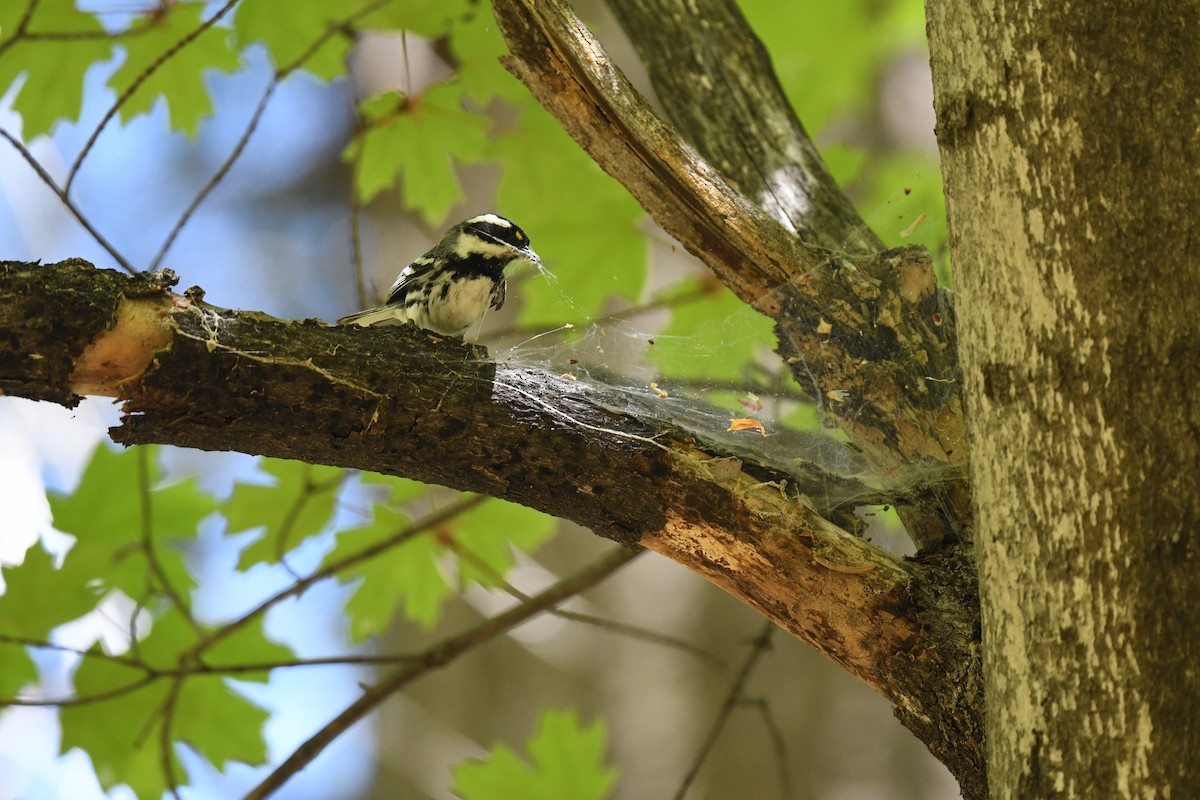 Black-throated Gray Warbler - ML618735138