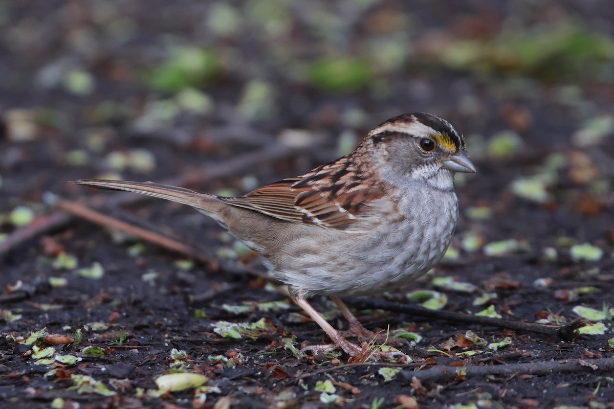 White-throated Sparrow - ML618735140