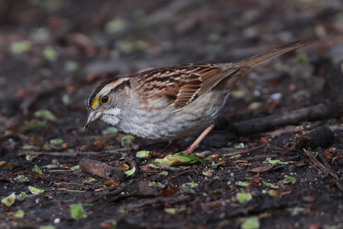 White-throated Sparrow - ML618735141