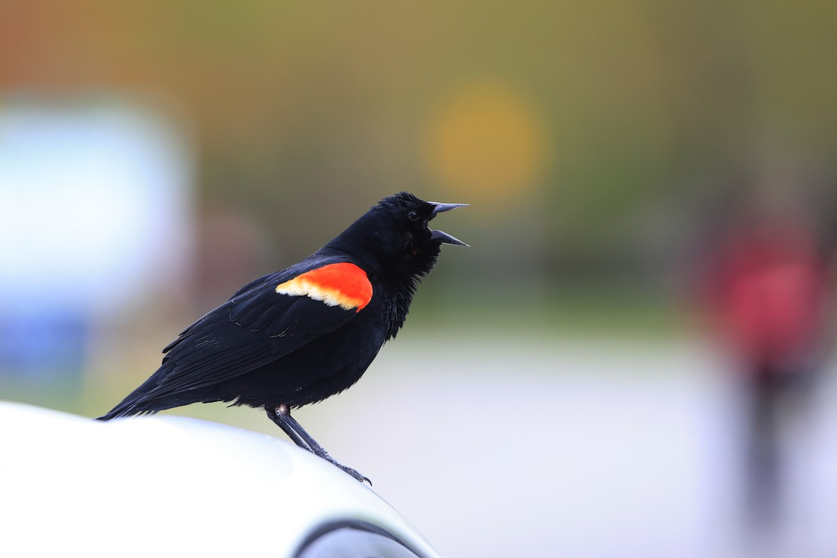 Red-winged Blackbird - ML618735176
