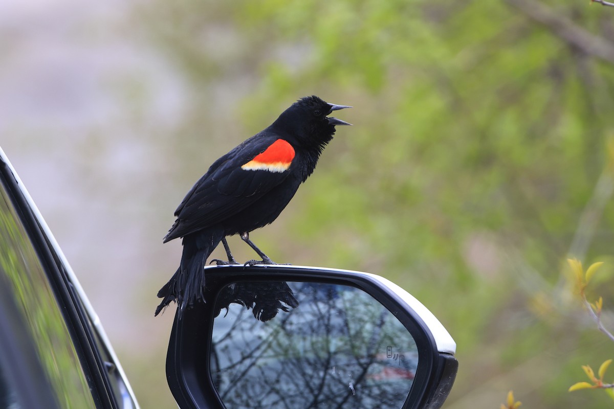 Red-winged Blackbird - ML618735178