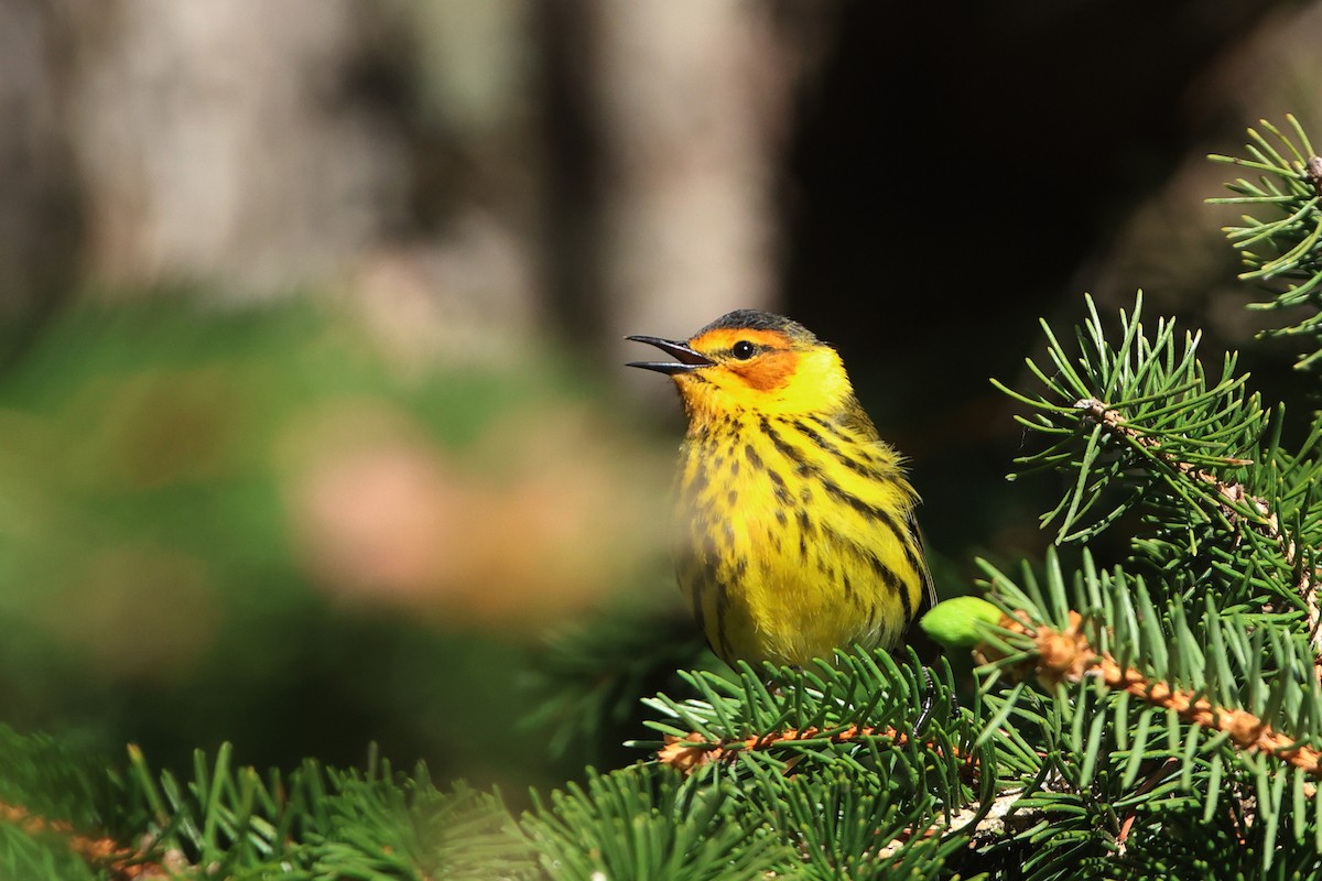 Cape May Warbler - ML618735202