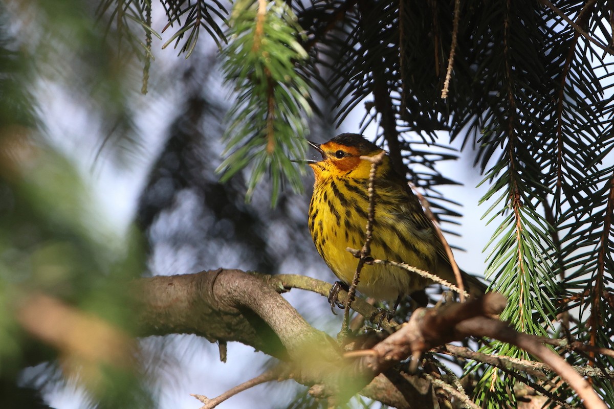 Cape May Warbler - ML618735203