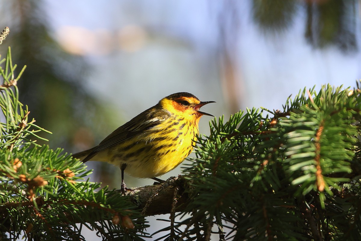 Cape May Warbler - ML618735204