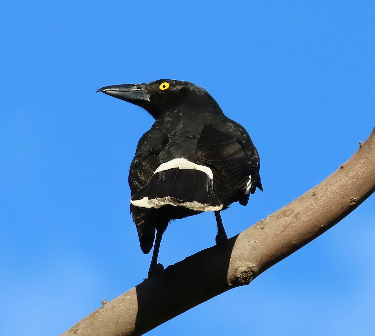 Pied Currawong - ML618735209