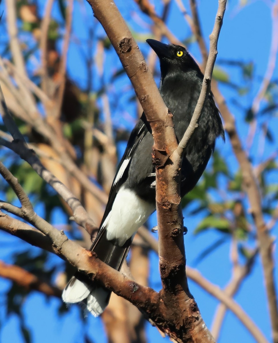 Pied Currawong - ML618735222