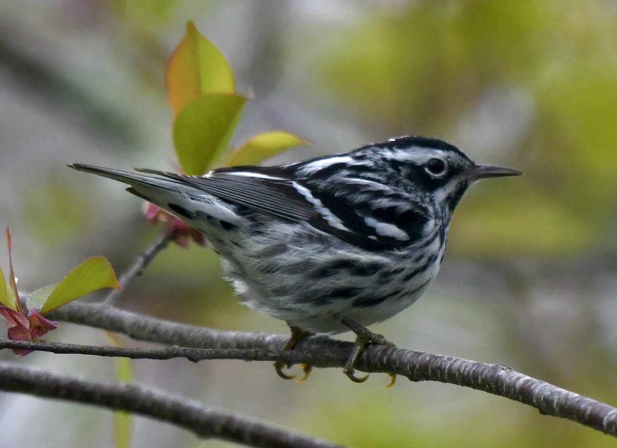 Black-and-white Warbler - ML618735223
