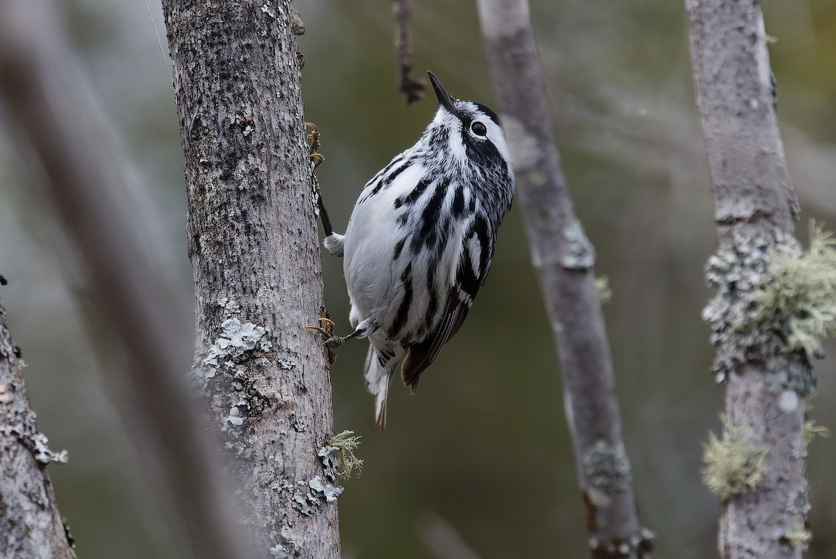 Black-and-white Warbler - ML618735240