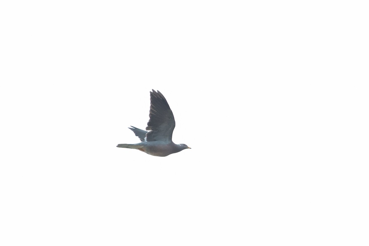 Полосатохвостый голубь - ML618735256