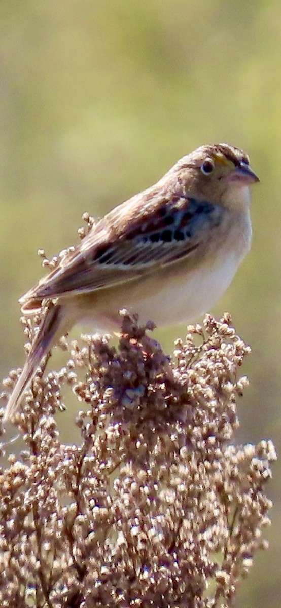 Grasshopper Sparrow - ML618735277