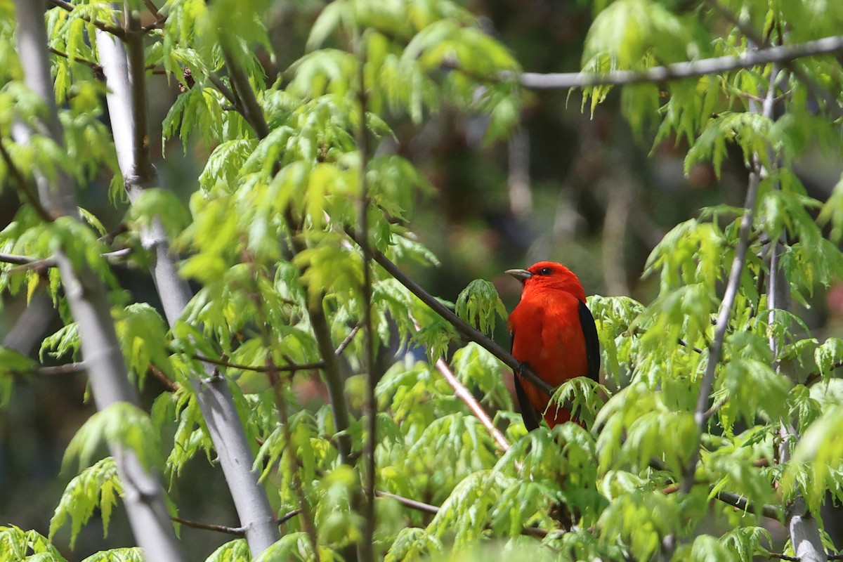 Scarlet Tanager - ML618735284