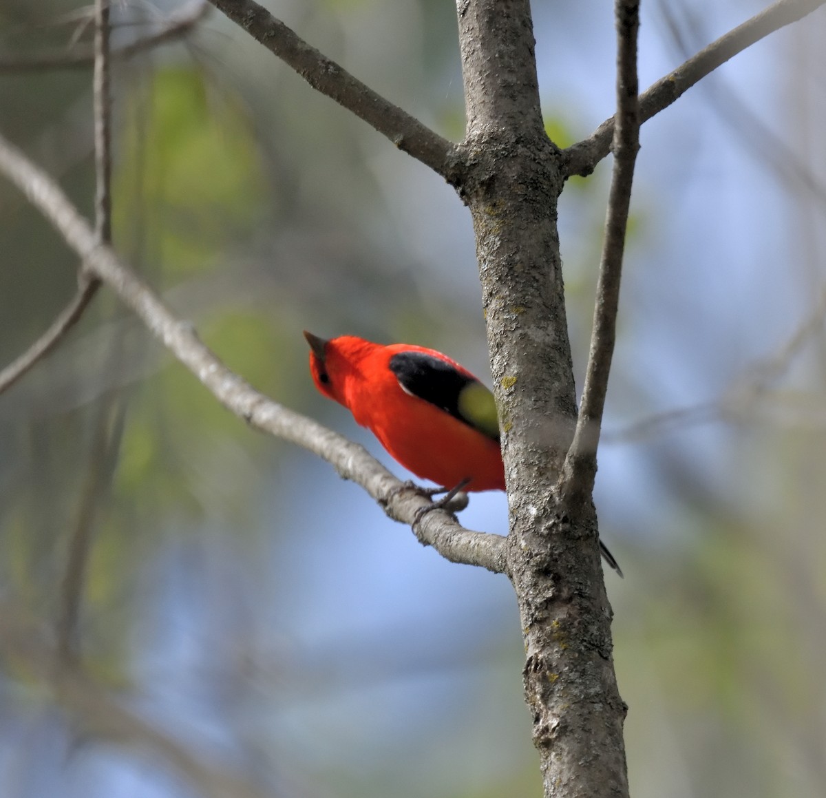 Scarlet Tanager - ML618735289