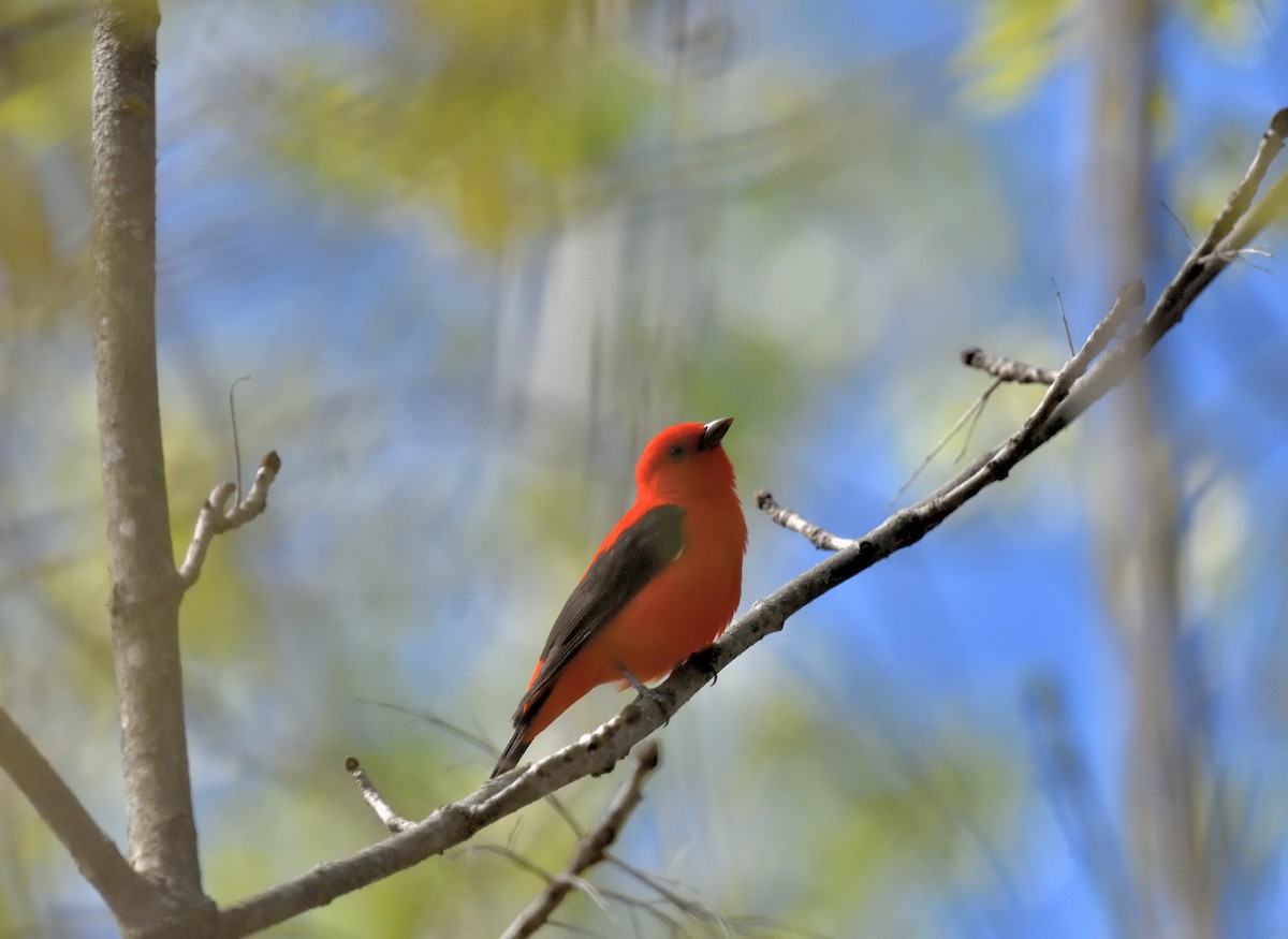 Scarlet Tanager - ML618735290