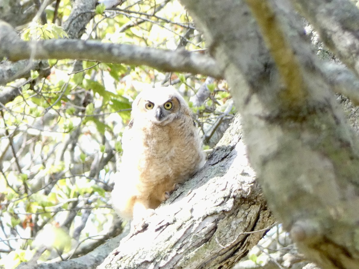 Great Horned Owl - ML618735332