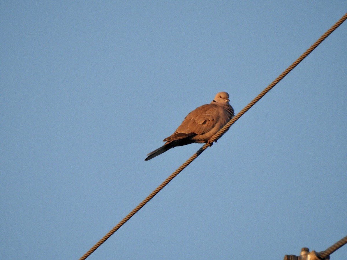 Eurasian Collared-Dove - ML618735342
