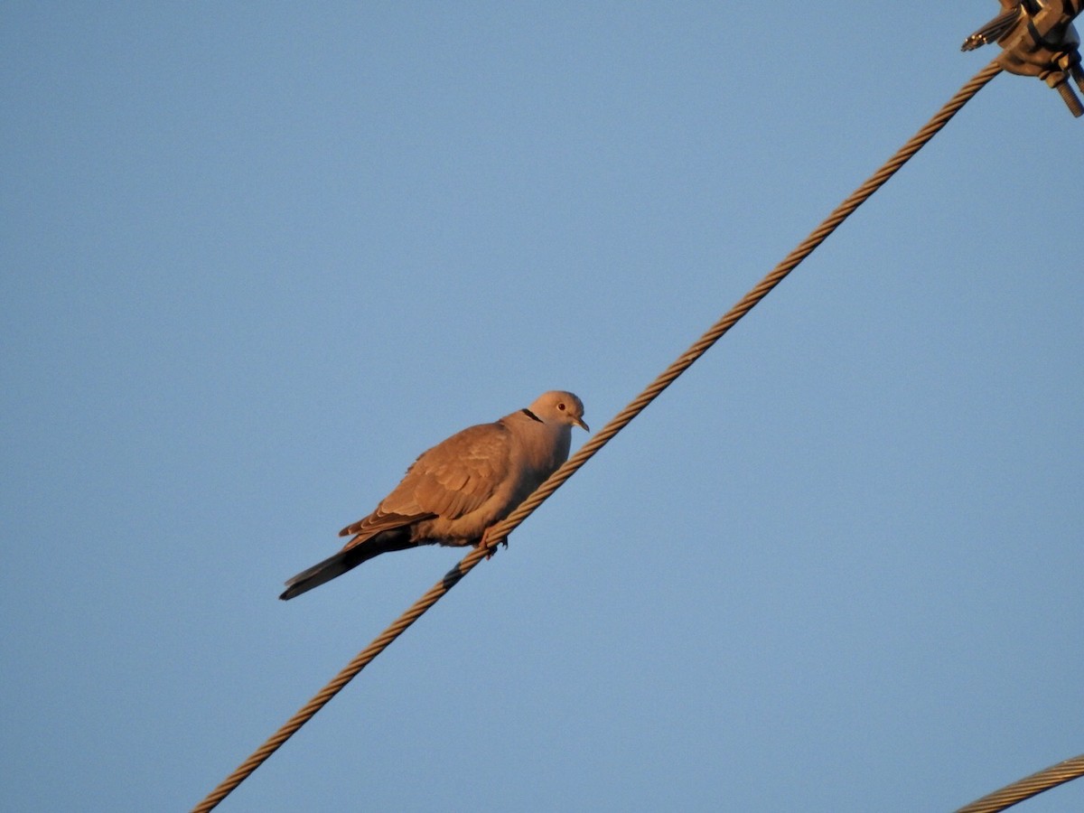 Eurasian Collared-Dove - ML618735343