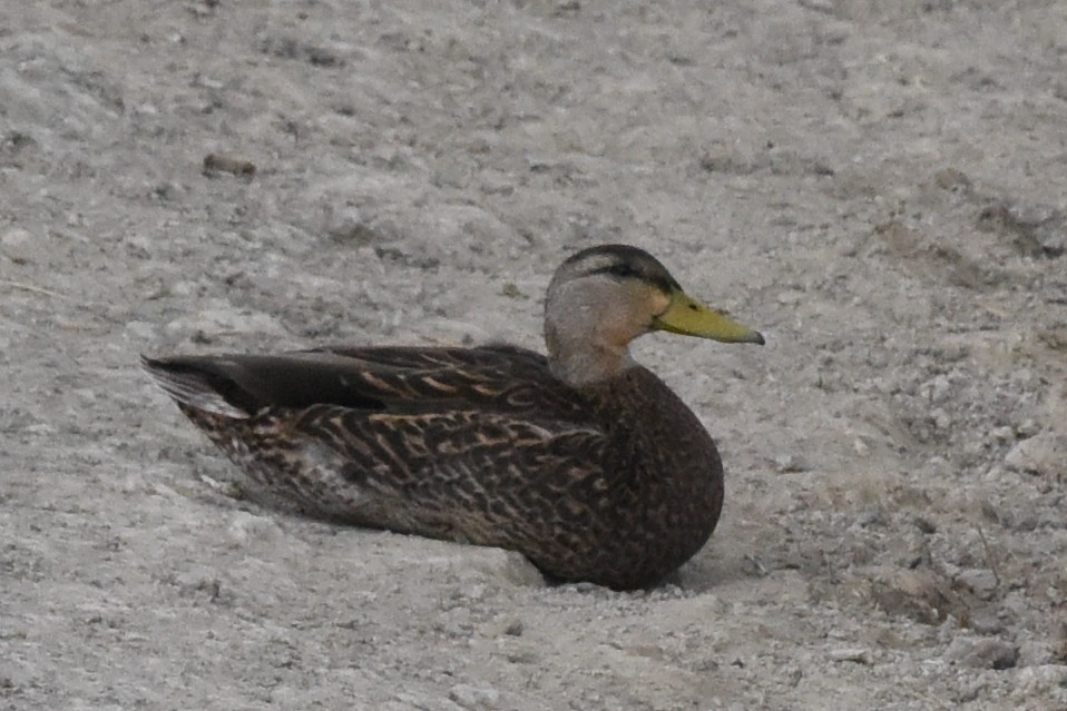 Mexican Duck - ML618735351