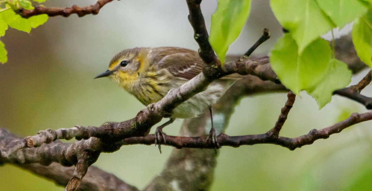 Cape May Warbler - ML618735397