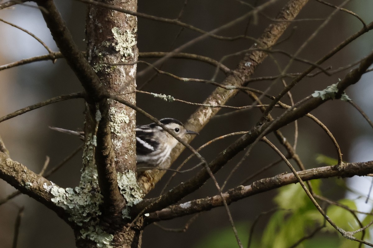 Black-and-white Warbler - ML618735416