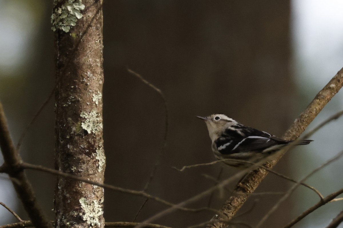 Black-and-white Warbler - ML618735417