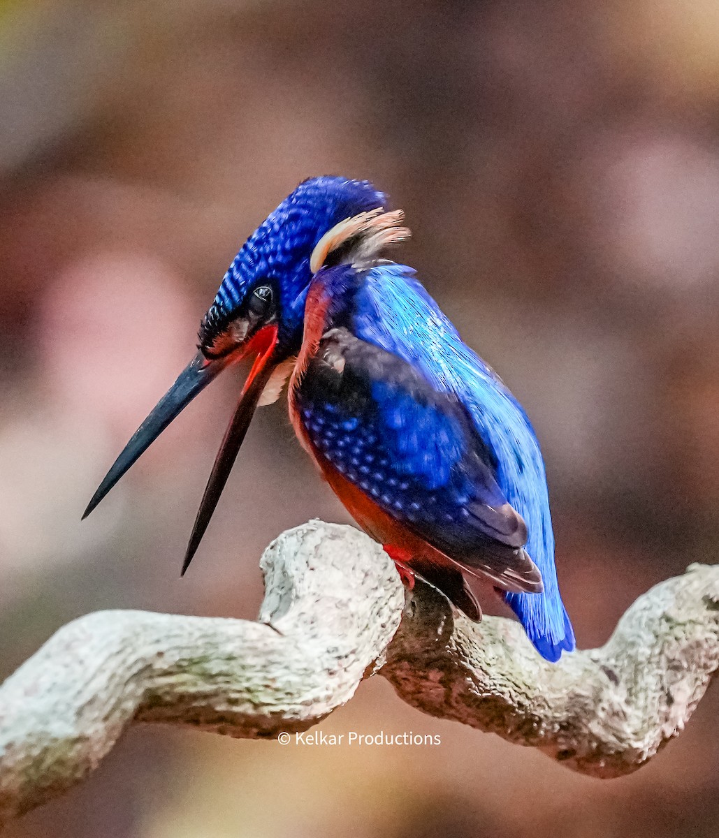 Blue-eared Kingfisher - ML618735430