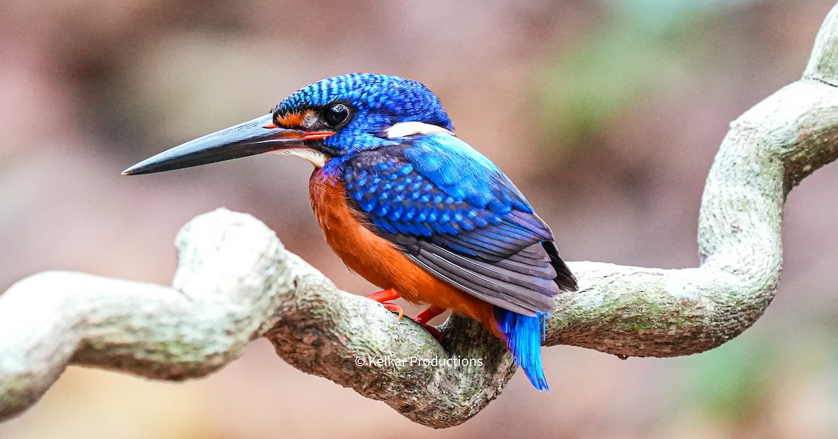 Blue-eared Kingfisher - ML618735431