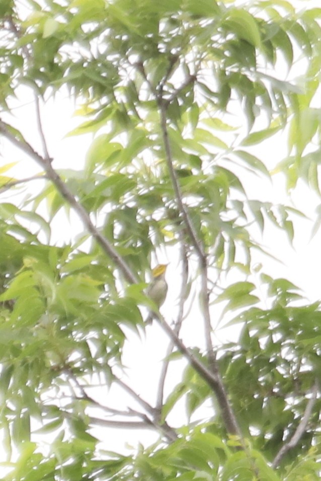 Black-throated Green Warbler - ML618735452