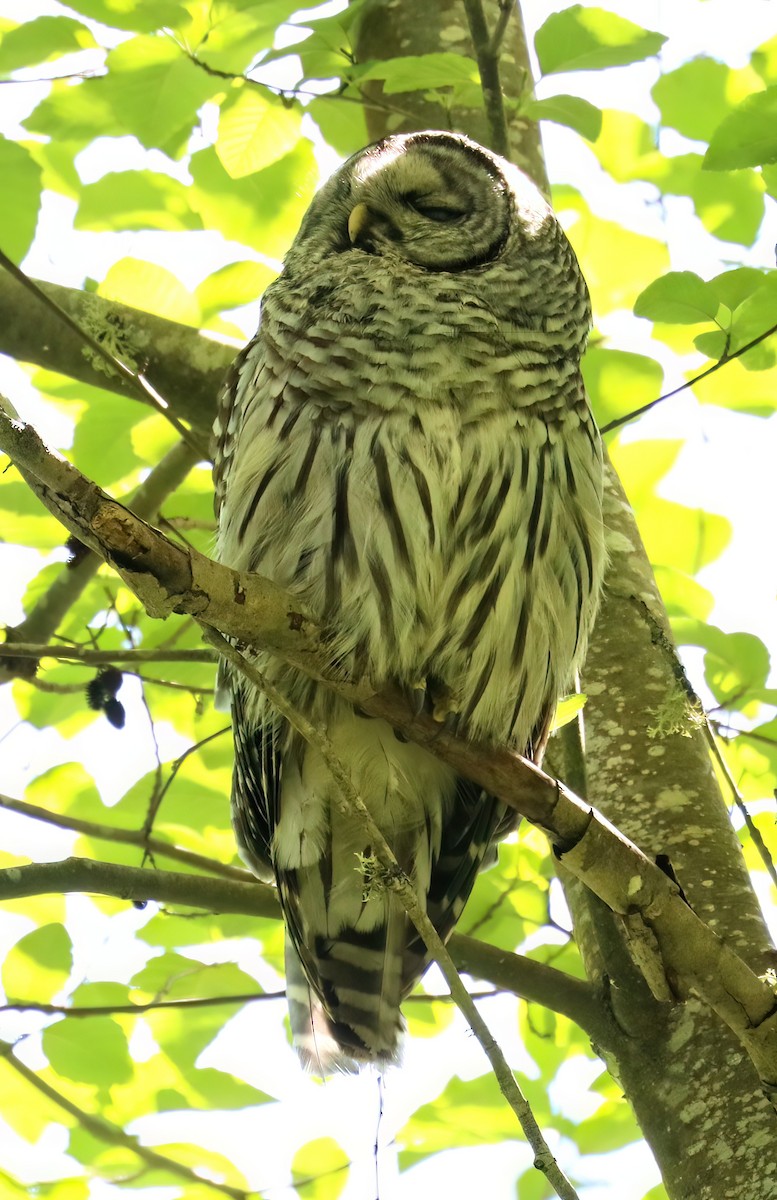 Barred Owl - ML618735482