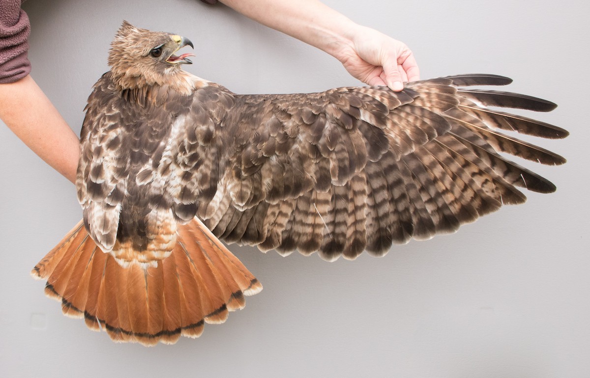 Red-tailed Hawk - ML618735486