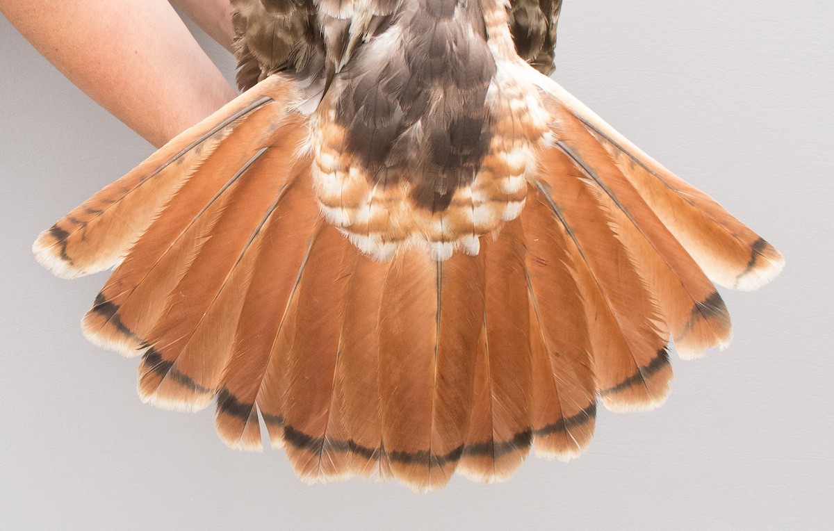 Red-tailed Hawk - ML618735489
