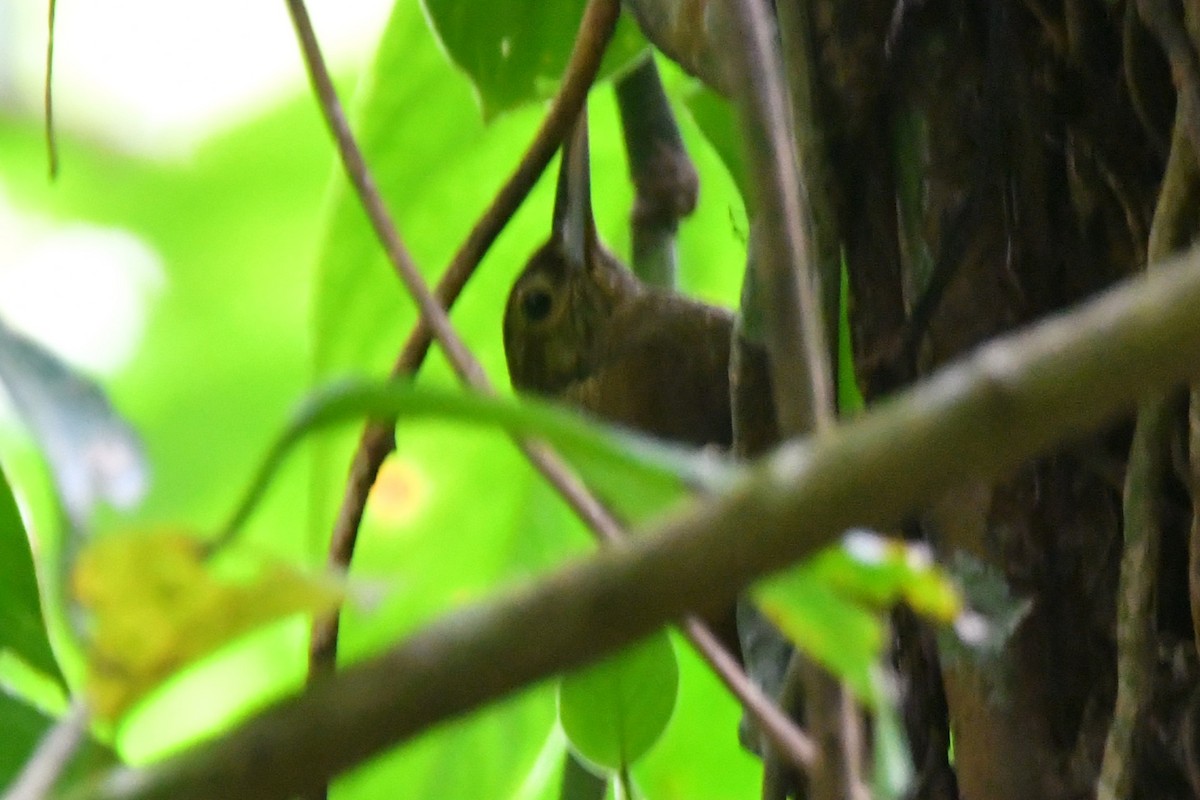 Spotted Woodcreeper - ML618735493