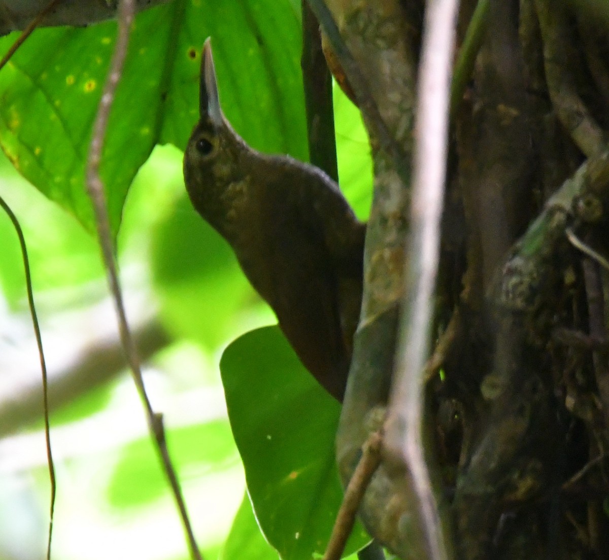 Spotted Woodcreeper - ML618735495