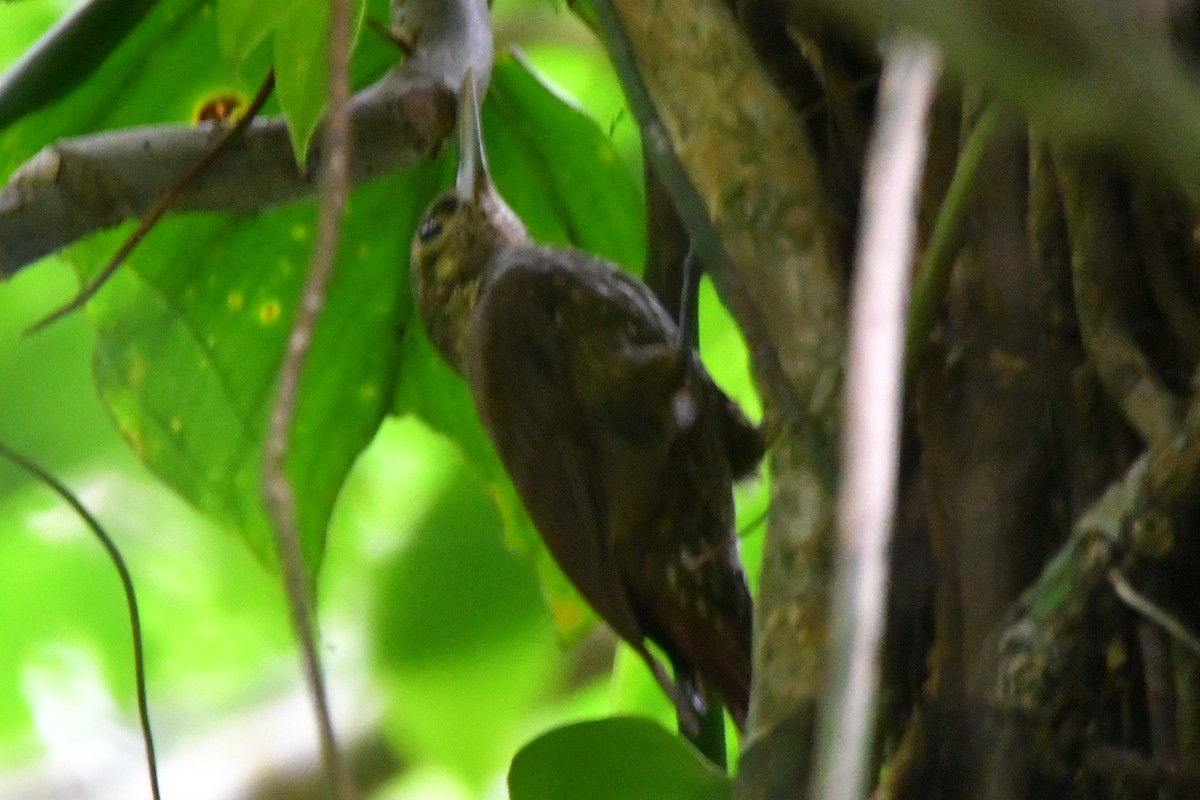 Spotted Woodcreeper - ML618735496