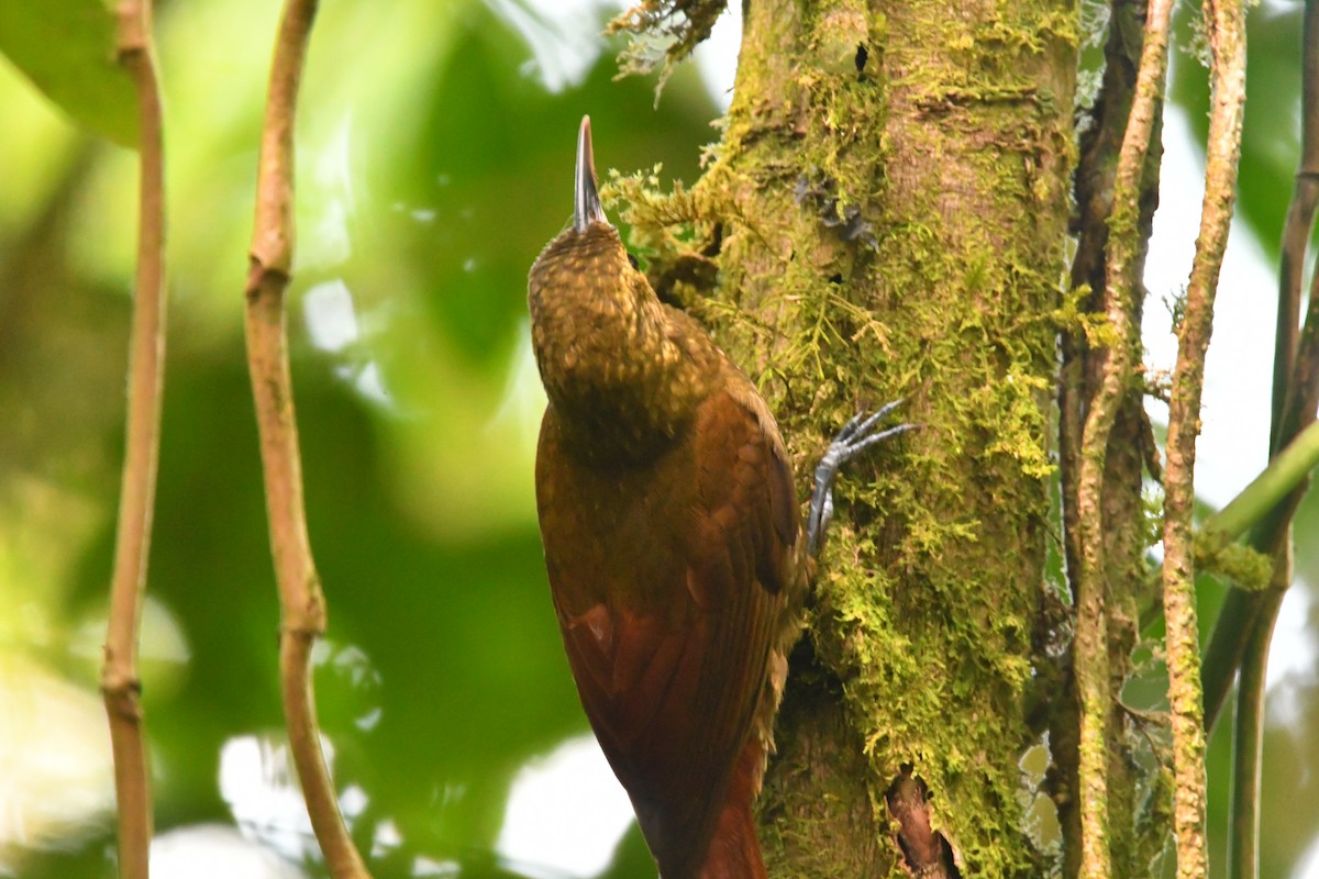 Spotted Woodcreeper - ML618735498