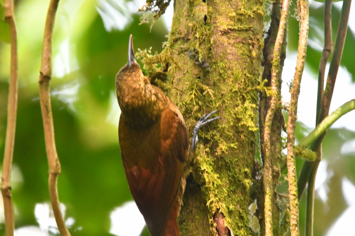 Spotted Woodcreeper - ML618735502