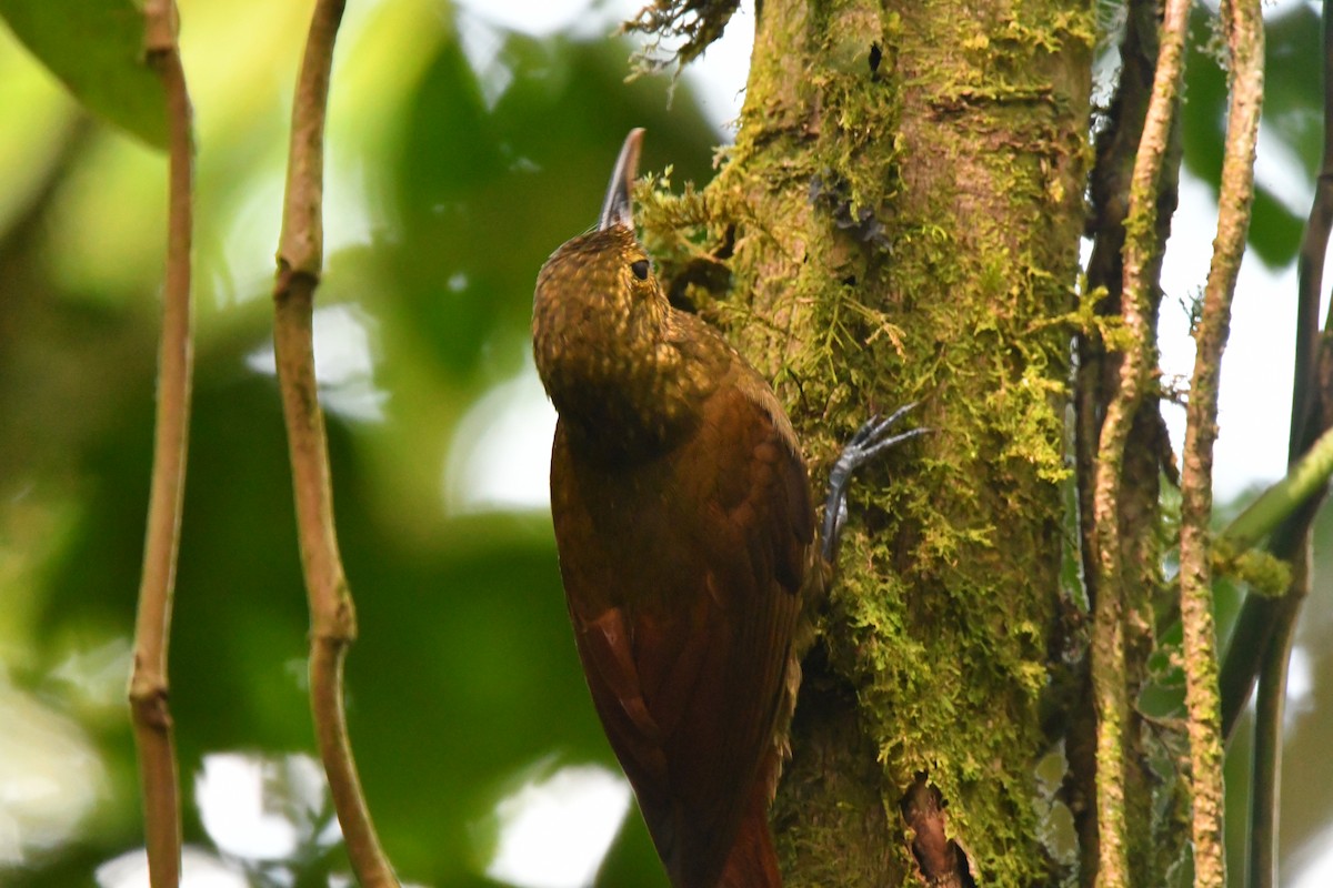 Spotted Woodcreeper - ML618735503