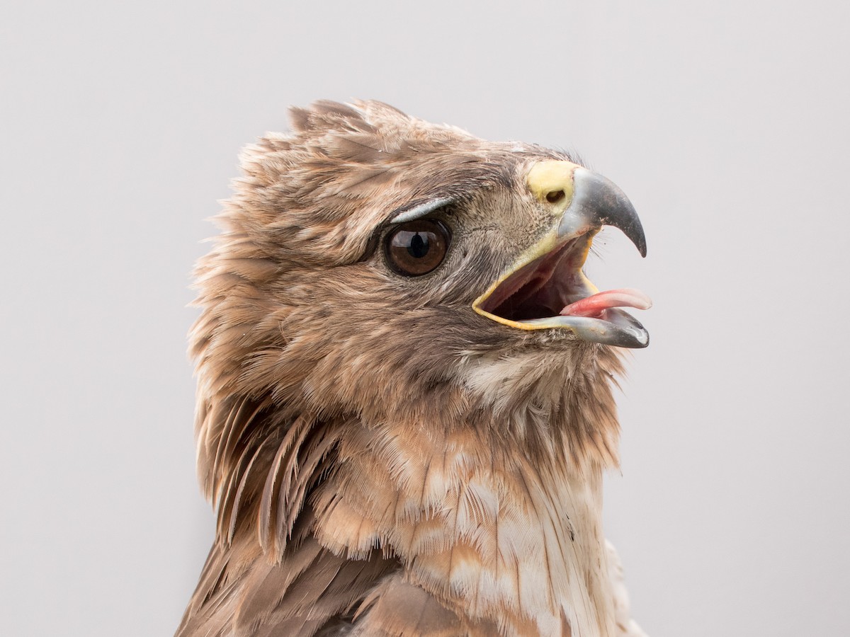 Red-tailed Hawk - ML618735517