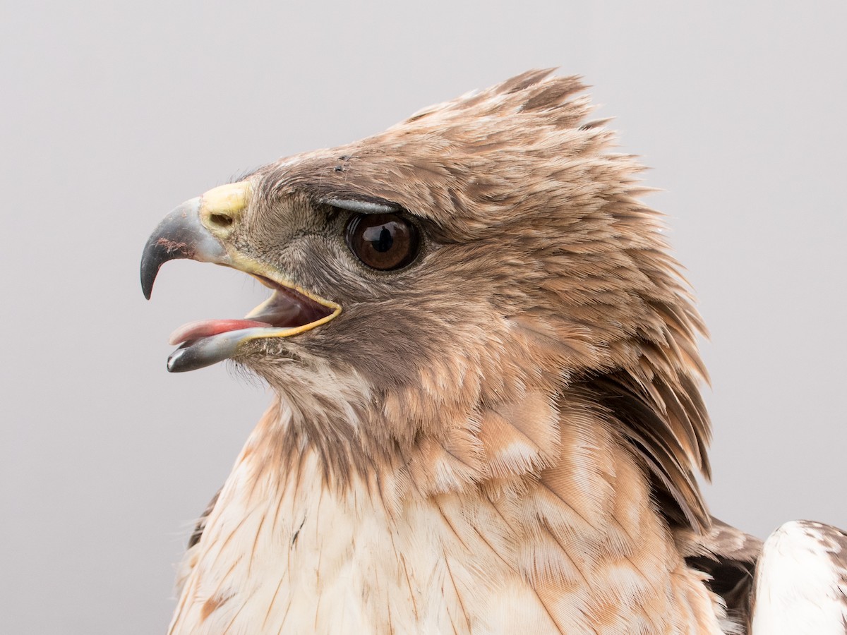 Red-tailed Hawk - ML618735518
