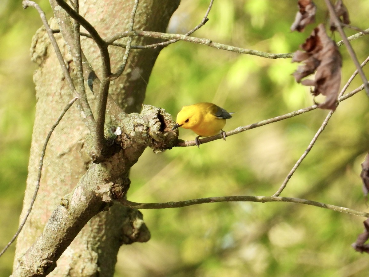 Prothonotary Warbler - ML618735525