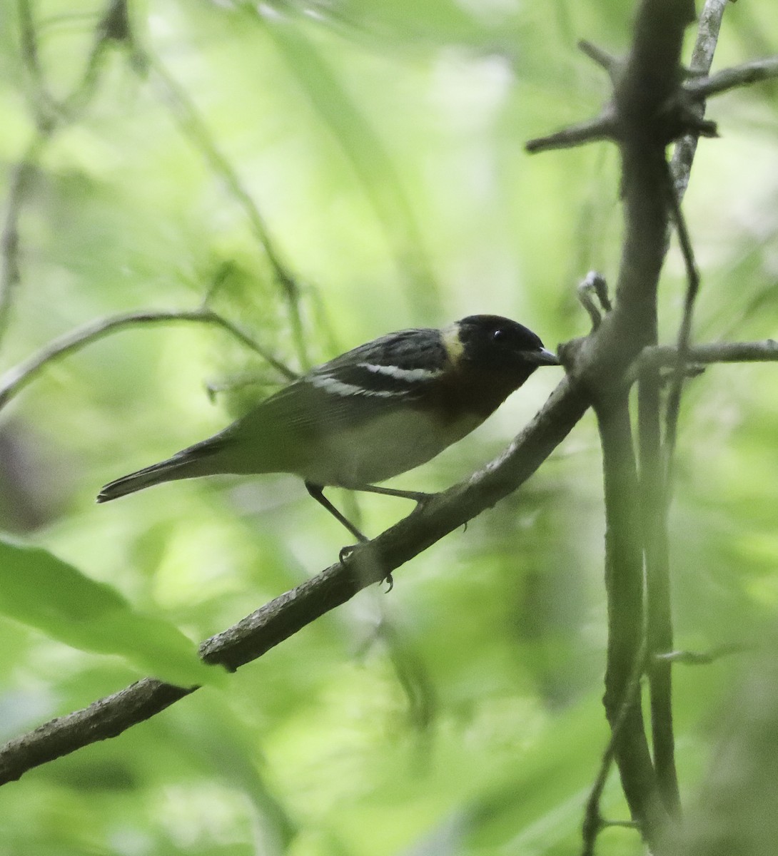 Bay-breasted Warbler - ML618735553