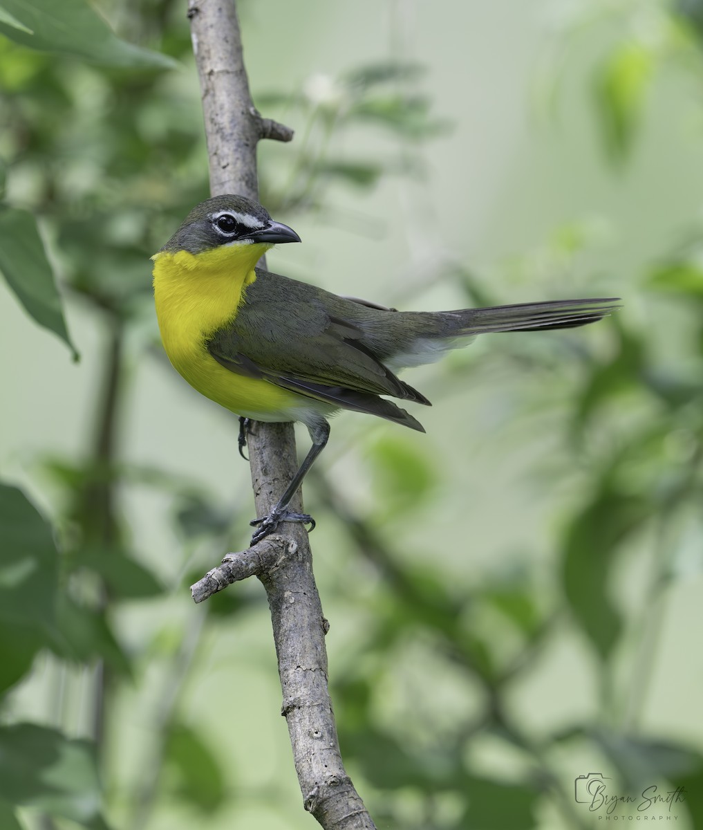 Yellow-breasted Chat - ML618735554