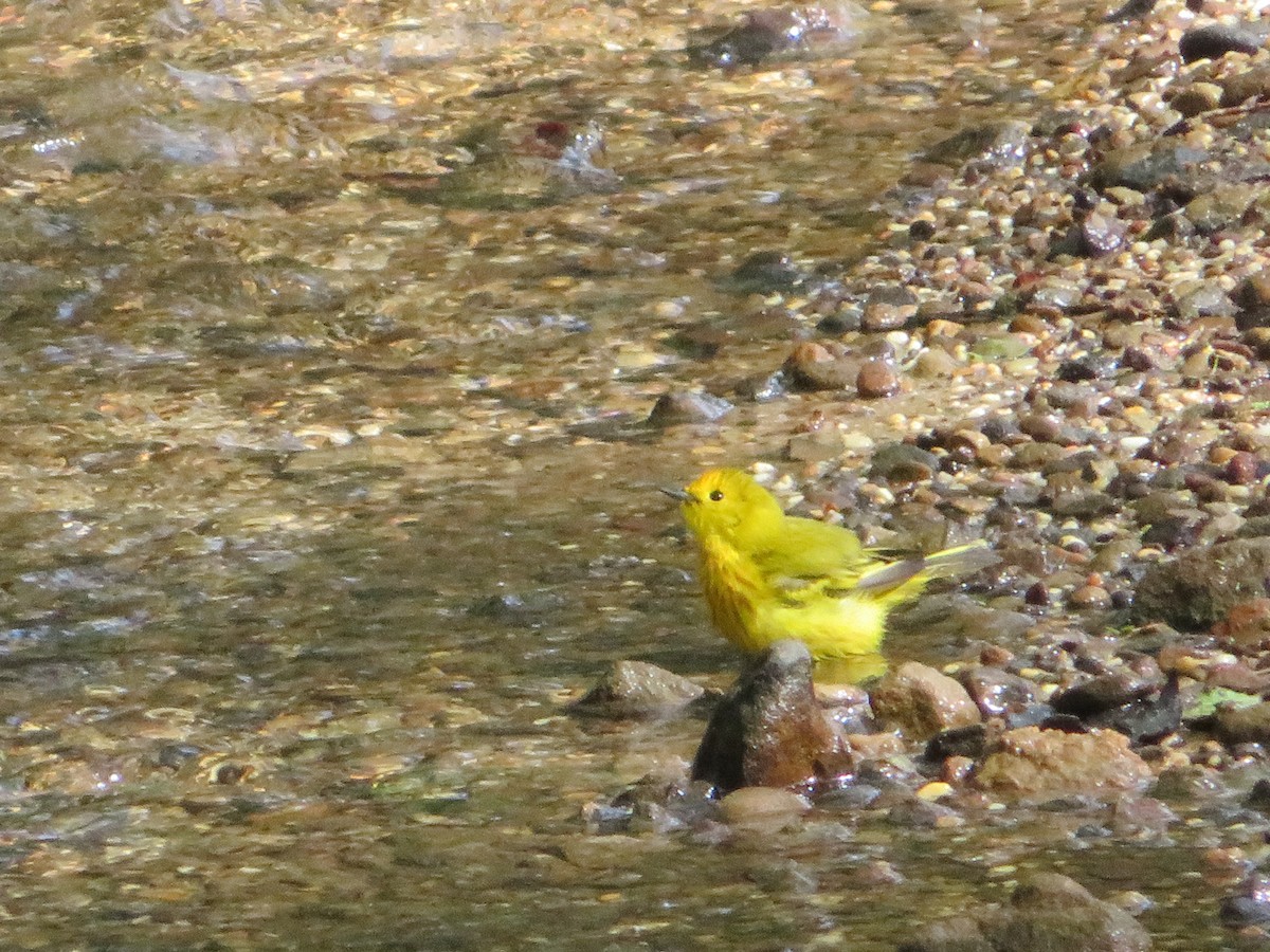 Yellow Warbler - ML618735565