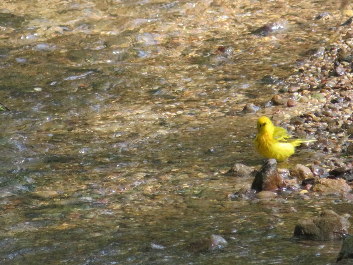 Yellow Warbler - ML618735567