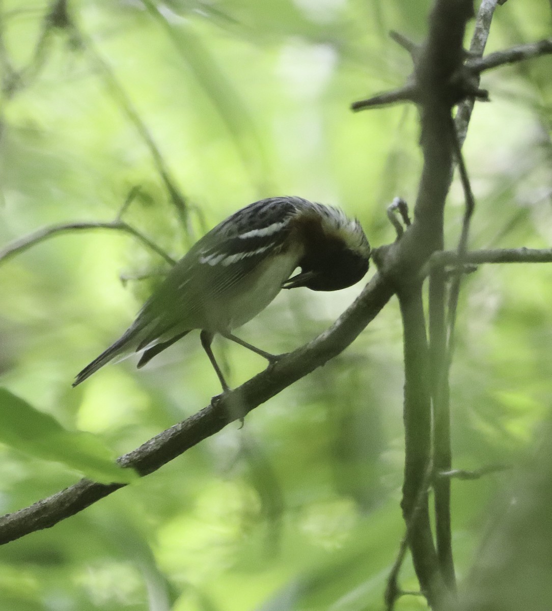 Bay-breasted Warbler - ML618735574